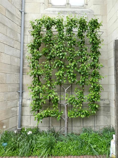 trellis netting for climbing plants|horizontal trellis for climbing plants.